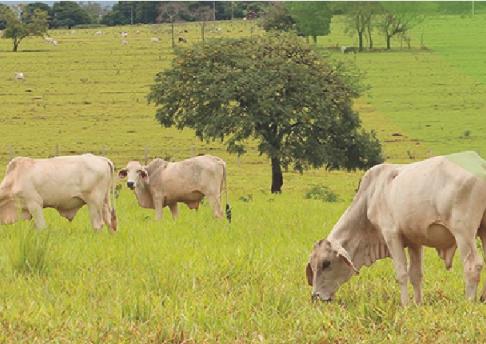 Licenciamento ambiental de bovinocultura
